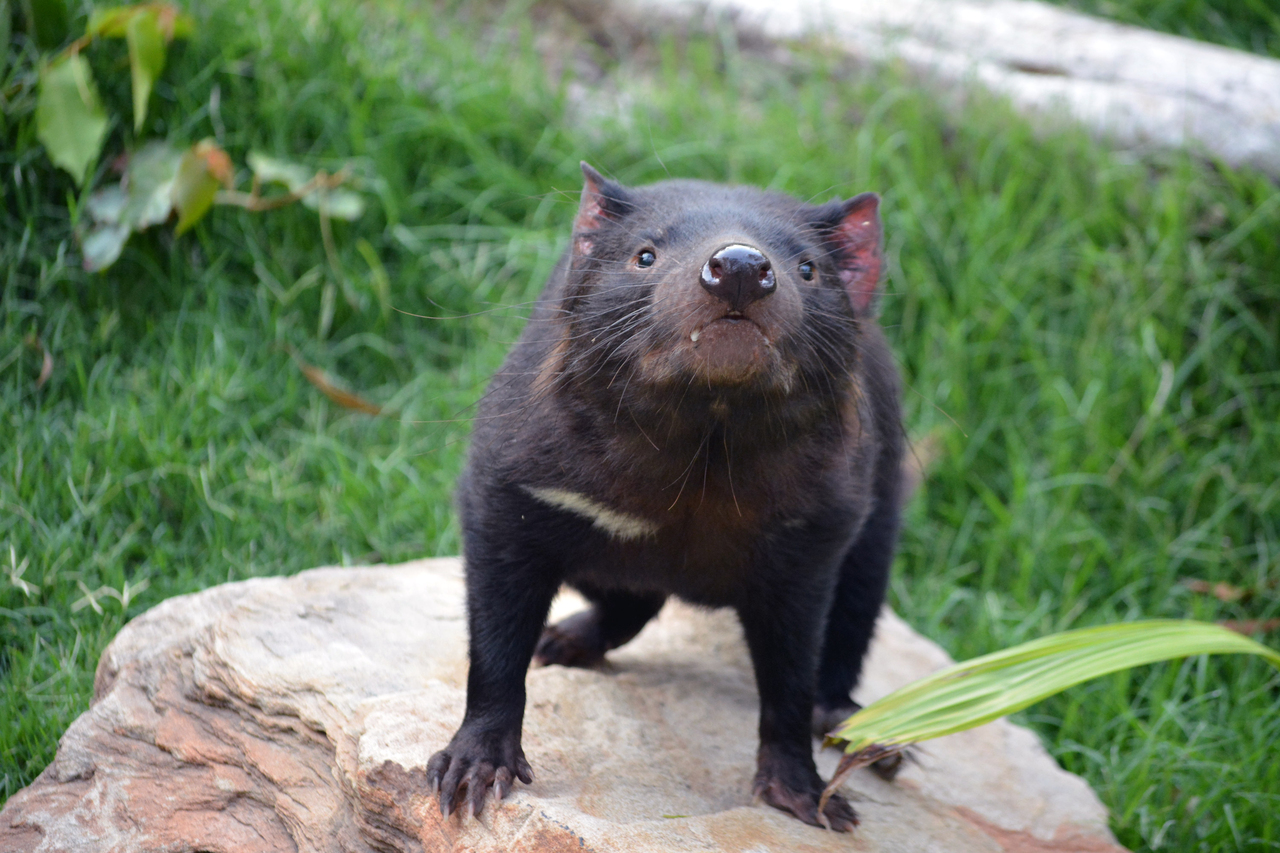 Tasmanian Devils join the Paradise Country family | Parkz - Theme Parks