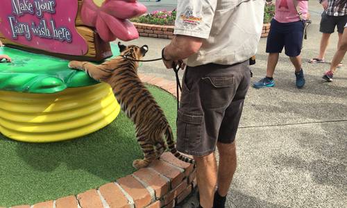 Tiger Island refurbishment, Dreamworld, March 2016