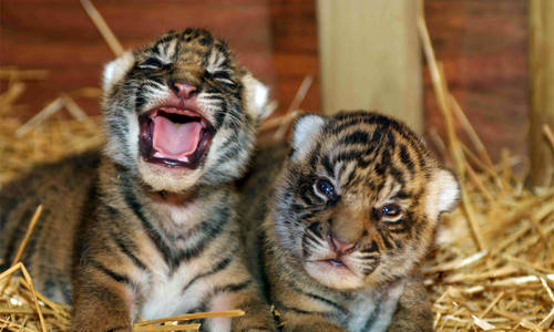 New tiger cubs on display from tomorrow